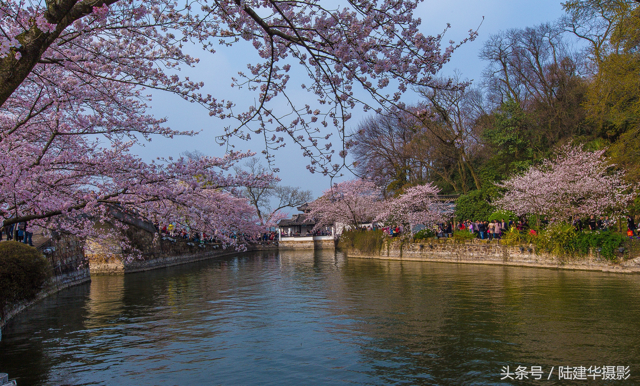 太湖赏樱花鼋头渚旅行攻略,太湖鼋头渚风景区看樱花旅游攻略