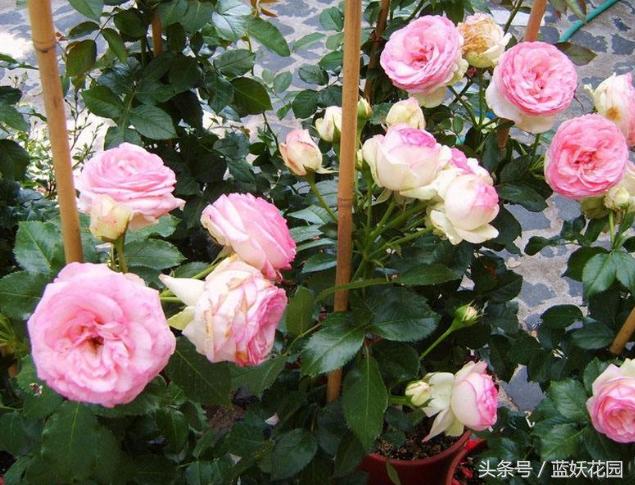 地栽月季怎么浇水,地栽月季浇水的最佳时间