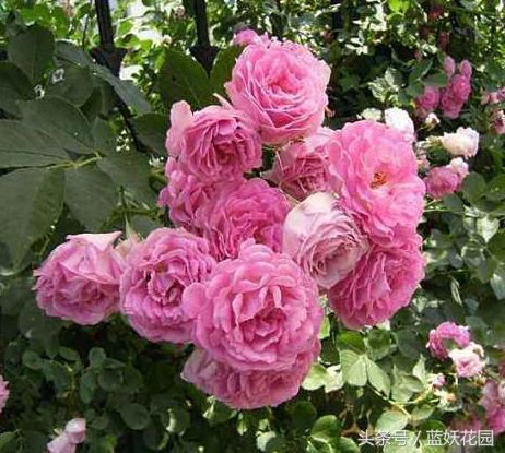 地栽月季怎么浇水,地栽月季浇水的最佳时间