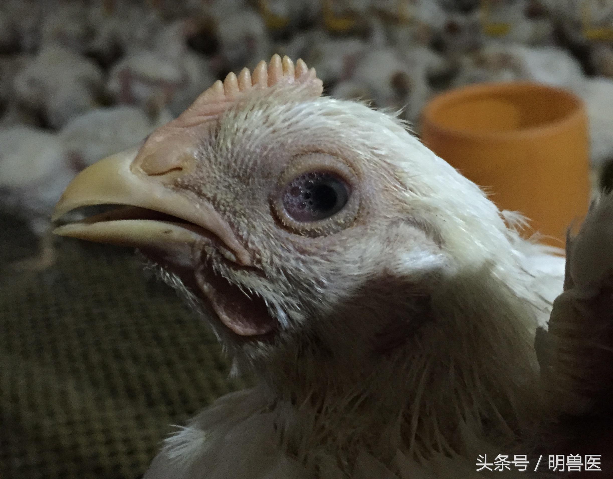 小鸡眼睛有气泡怎么用药,小鸡粪便有气泡什么原因