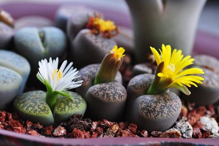 这种石头，放在阳台花盆里，竟然自己开花了！