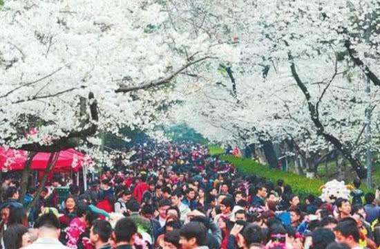 三大赏樱花胜地,又一年樱花盛开