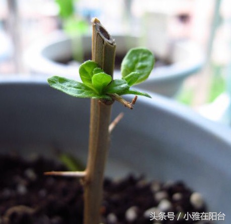 阳台种植枸杞需要多大的盆,阳台种枸杞几年结果