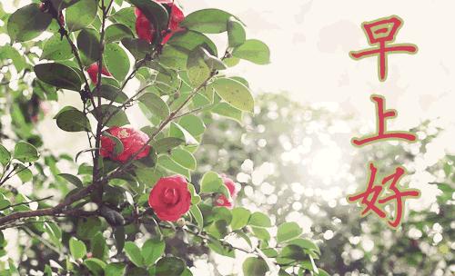 早上好的祝福语大全动图,早上好问候祝福语大全动态图