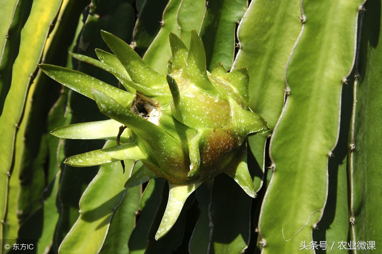 火龙果病虫害使用什么药,火龙果防治病害用什么药最好