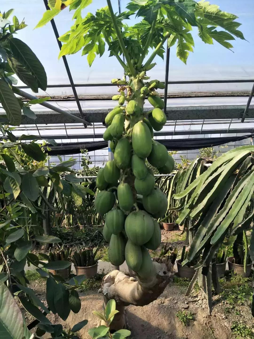 草莓车厘子芒果榴莲菠萝蜜猕猴桃,热带水果芒果榴莲火龙果