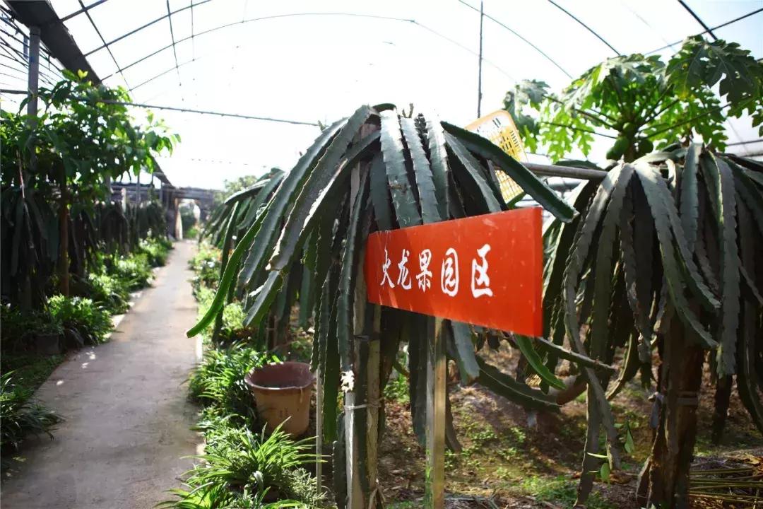 草莓车厘子芒果榴莲菠萝蜜猕猴桃,热带水果芒果榴莲火龙果