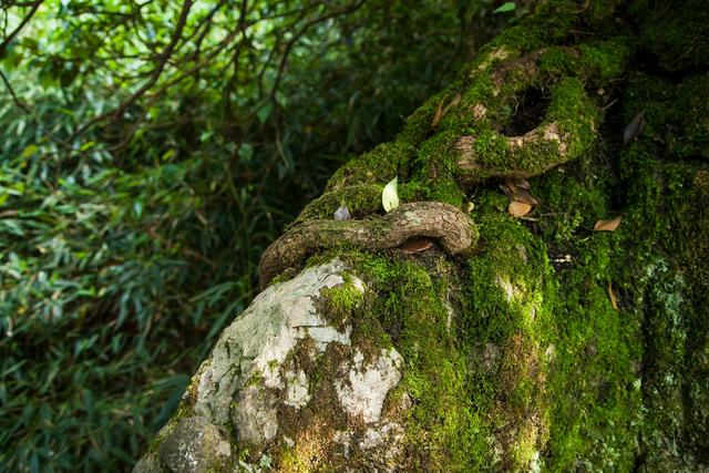 广安华蓥瀑布景区,四川华蓥山石林