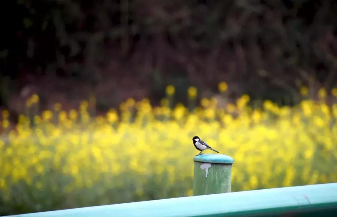 真樱花和假樱花的区别,怎么分辨真樱花还是假樱花