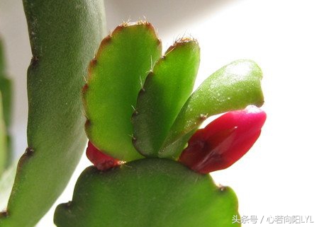 把螃蟹腿养好了,把螃蟹养成帝王蟹