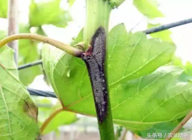 葡萄灰霉病控不住？花前用药是关键！
