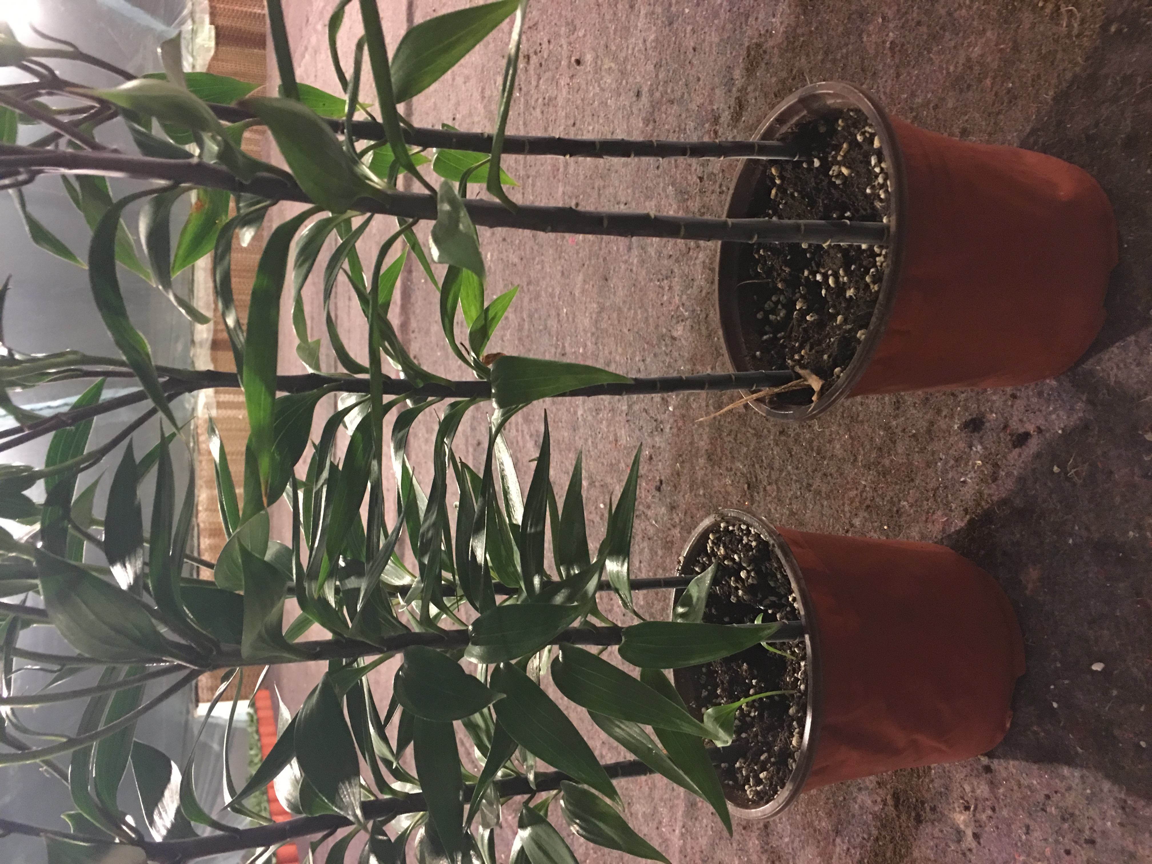 黄金甲香水百合养护,香水百合养护教程