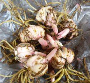 黄金甲香水百合养护,香水百合养护教程