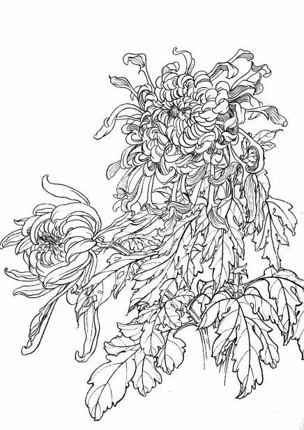 入门白描花卉菊花视频,白描菊花国画如何上色