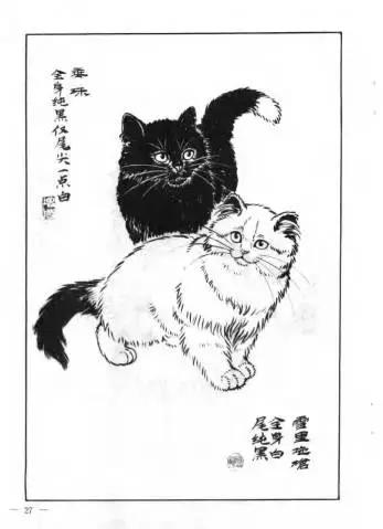 猫谱:因相成名,因名成谱《蓝毛毛找猫》24:猫出有名