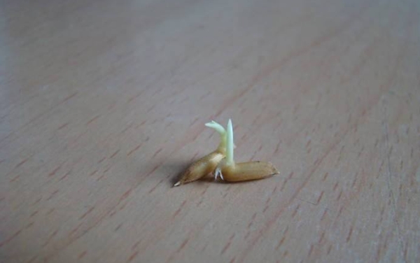 炸过的鲤鱼怎么炖好吃家常做法,鲤鱼最新吃法鲜嫩爽滑一点都不腥