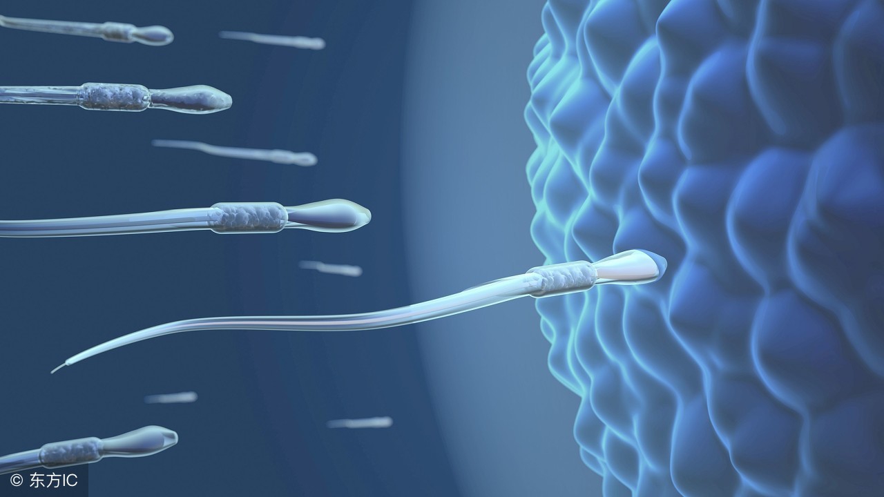 备孕妈妈必看卵巢的调理,备孕必知卵子在体内存活多久