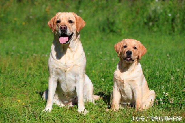 拉布拉多是死亡率最高的犬吗,中国禁养犬有没有拉布拉多