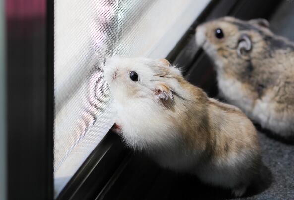 面包虫干的有营养还是活的有营养,面包虫是仓鼠的零食吗