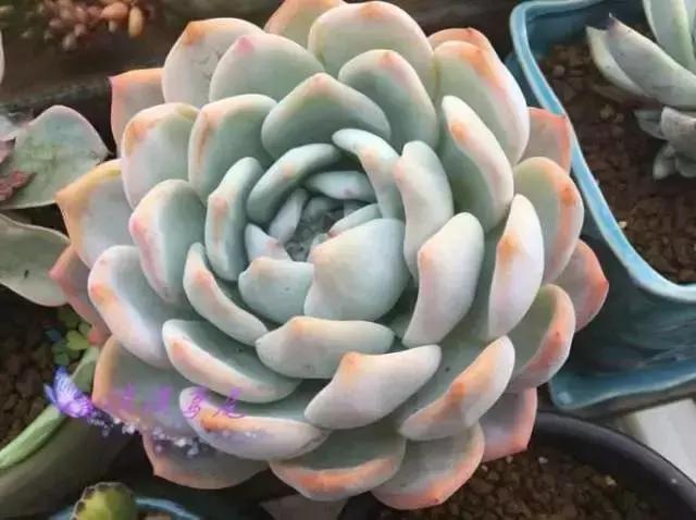 270种常见多肉图谱,270种常见多肉盆景