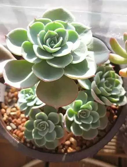 270种常见多肉图谱,270种常见多肉盆景