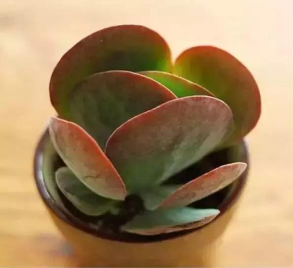 270种常见多肉图谱,270种常见多肉盆景