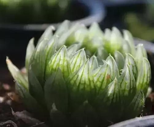 270种常见多肉图谱,270种常见多肉盆景