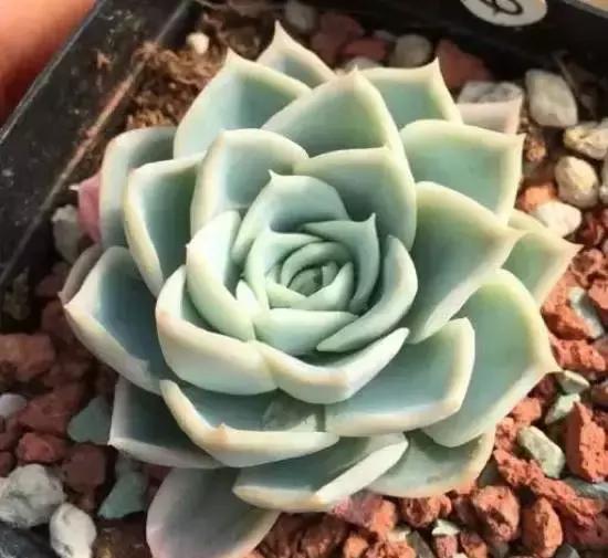 270种常见多肉图谱,270种常见多肉盆景