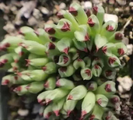 270种常见多肉图谱,270种常见多肉盆景