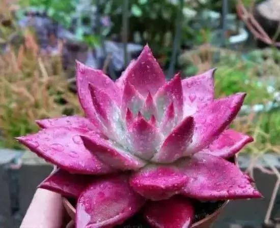 270种常见多肉图谱,270种常见多肉盆景