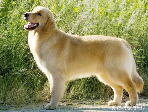 狗狗必须知道的知识,狗狗必备100个常识