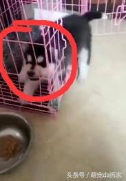 看看哈士奇是不是纯种的,哈士奇纯种的有什么特征