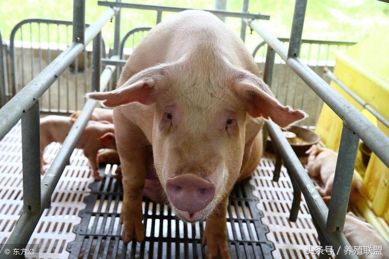 民间治疗猪病偏方，几元钱解决养猪疑难杂症