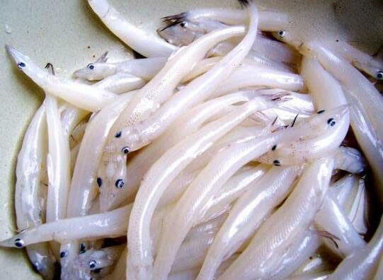 鱼中珍品白肌银鱼之谜,白鳍豚的传说