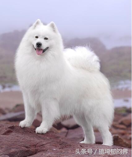 狗狗爱舔别的狗尿怎么办,狗狗总爱舔尿怎么办