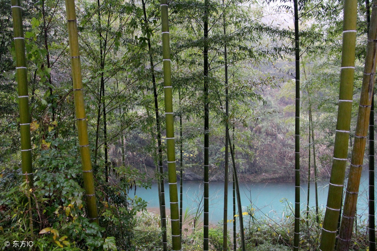 杭州竹海水韵咏竹园,竹海水韵咏竹园图片