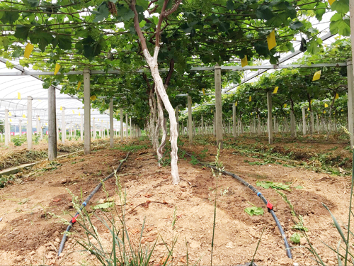 缁甸槼甯傛父浠欏尯姘村埄鍙戝睍涓績,缁甸槼鍏ㄥ競姘村埄閲嶇偣鎺ㄨ繘