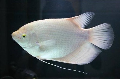 招财鱼怎么饲养视频,招财鱼地图鱼饲养