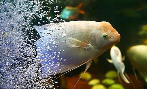 招财鱼怎么饲养视频,招财鱼地图鱼饲养