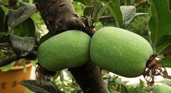 东风吹上海棠梢——海棠四品，西安已开三品