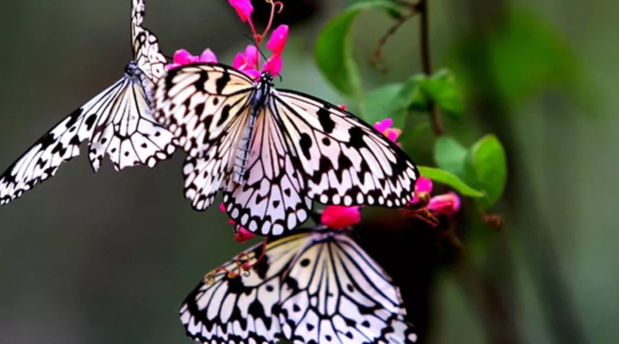 鼎湖山旅游祈福,肇庆鼎湖山徒步攻略