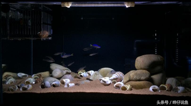 养三湖慈鲷的鱼缸,什么鱼缸适合养三湖慈鲷