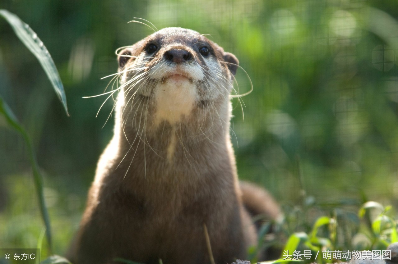 水獭与海獭哪个更可爱,萌动物科普