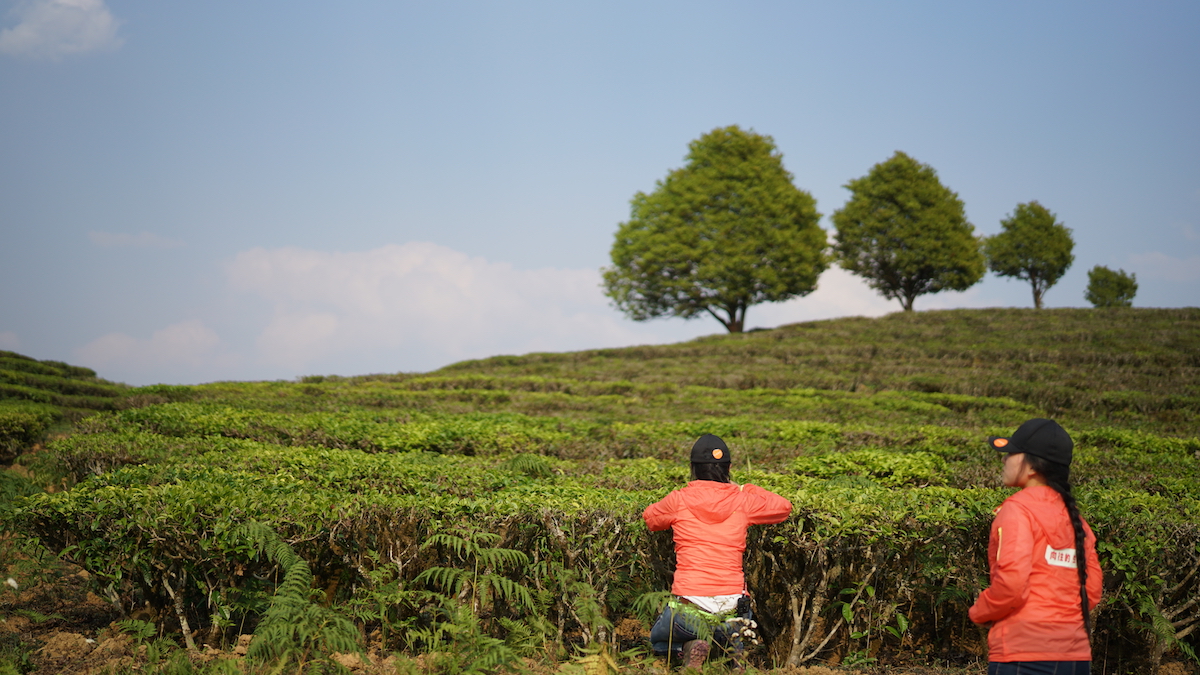 如何鉴别普洱茶的古树和台地茶,90年代末易武乔木古树普洱茶