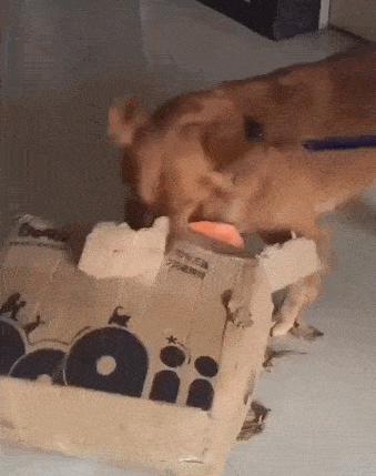 狗狗绝育vs不绝育差别还是很大的,狗狗应该绝育么