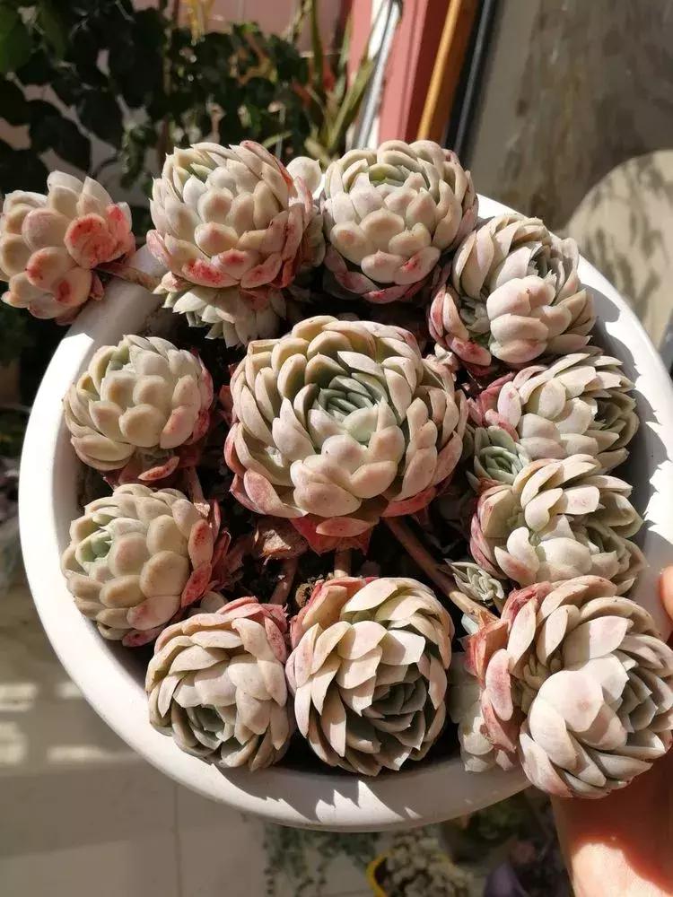 为了多肉改造阳台,疯狂的她