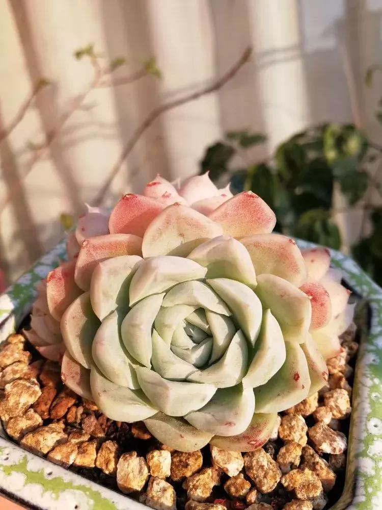 为了多肉改造阳台,疯狂的她