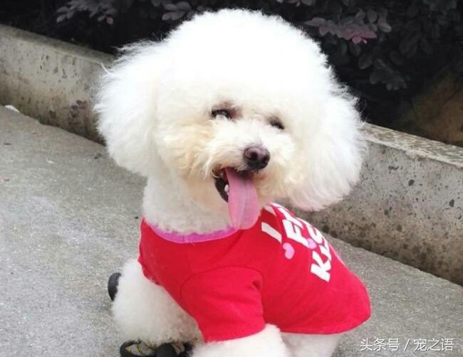 狗狗发型贵宾,泰迪狗贵宾犬发型