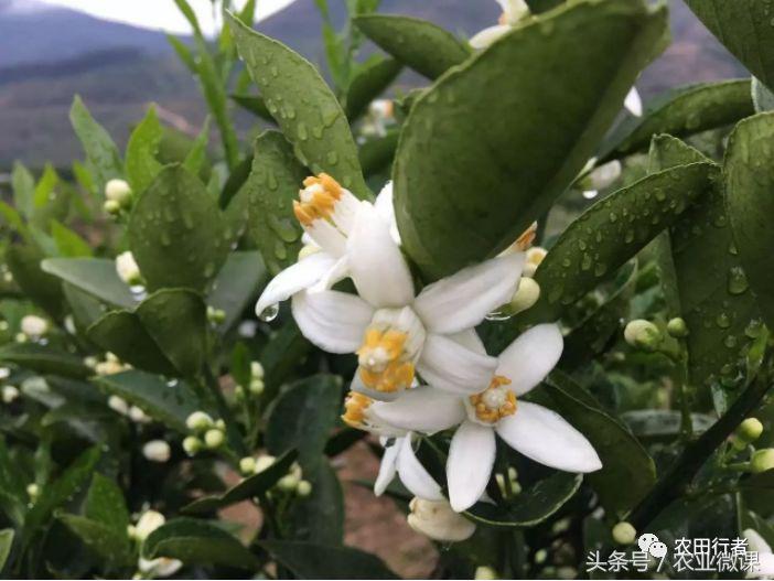 看见自家柑橘树上“飘零的花朵”，真的很忧愁啊！你有招吗