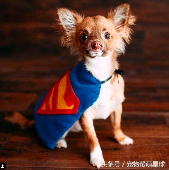 狗狗唇腭裂是什么导致的,小狗唇腭裂能活下去么